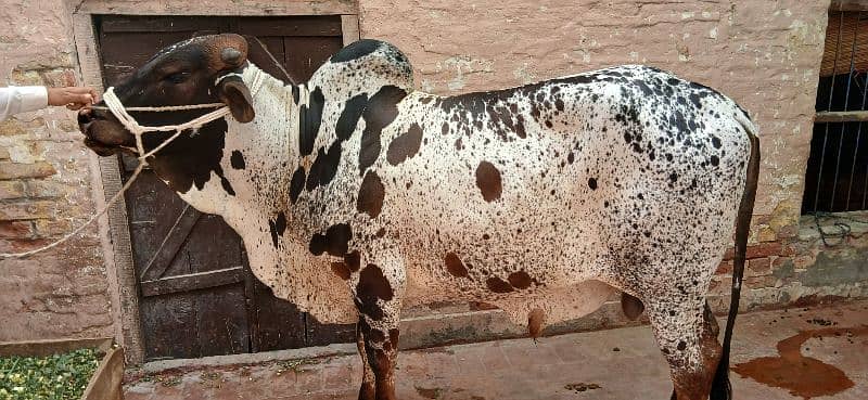 qurbani cow 2025 2 dant bachra For sale in Multan 7