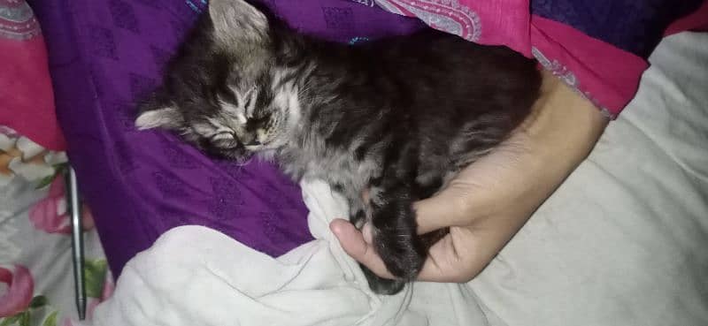 Persian kitten| triple long coated kitten | fluffy kitten for sale 0