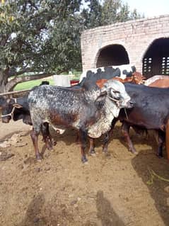 qurbani ka wahra