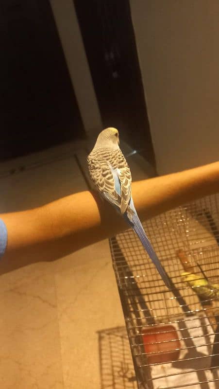 hand tamed budgie 0