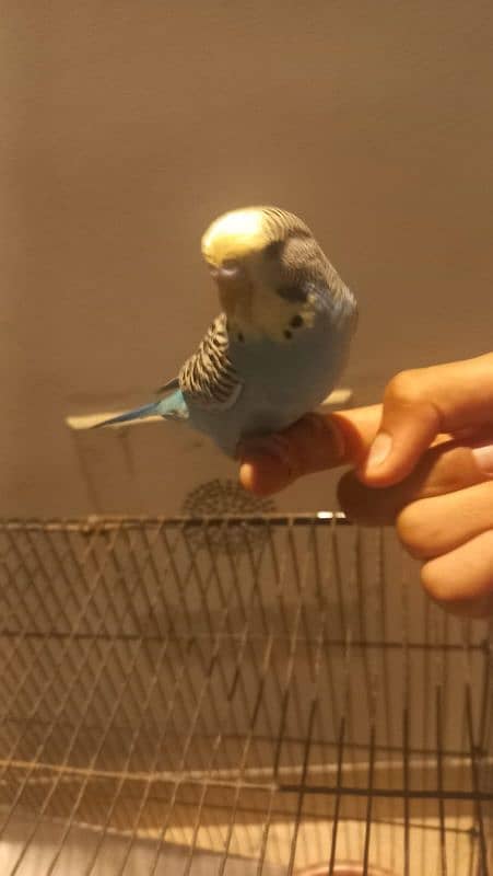 hand tamed budgie 1
