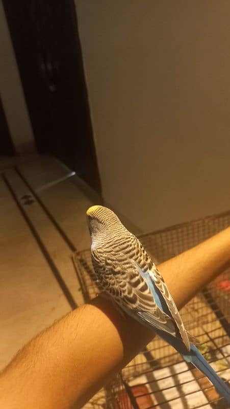 hand tamed budgie 2