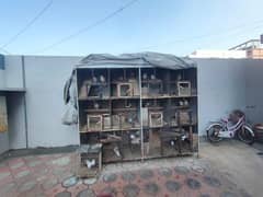 pinjra iron cage and quantity of pigeon is almost 30 to 40