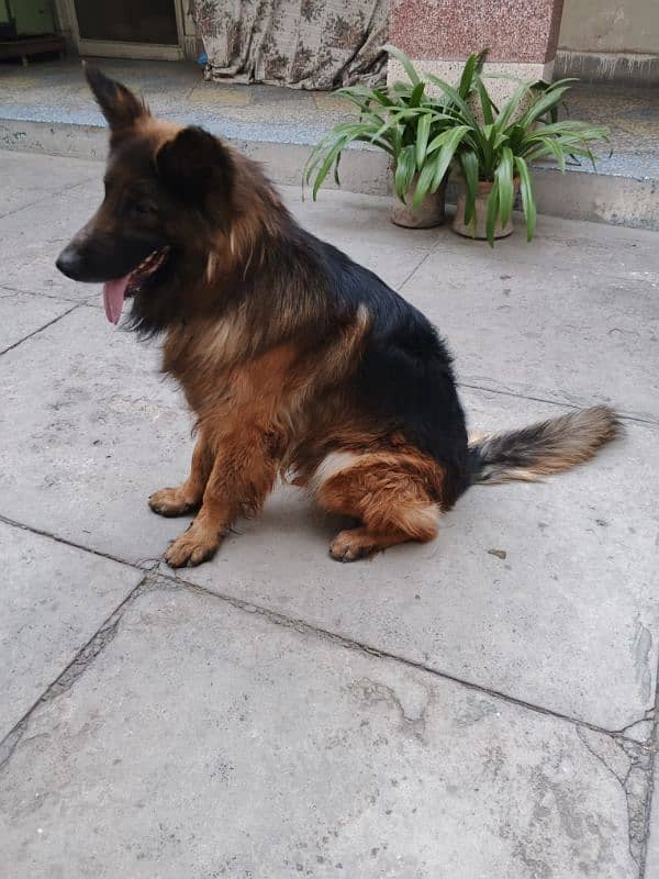 German shepherd 0