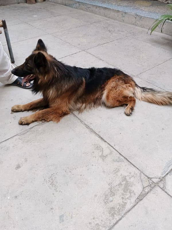 German shepherd 2