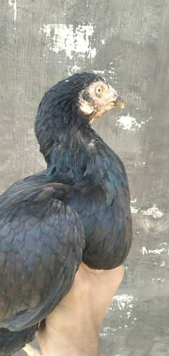 Aseel