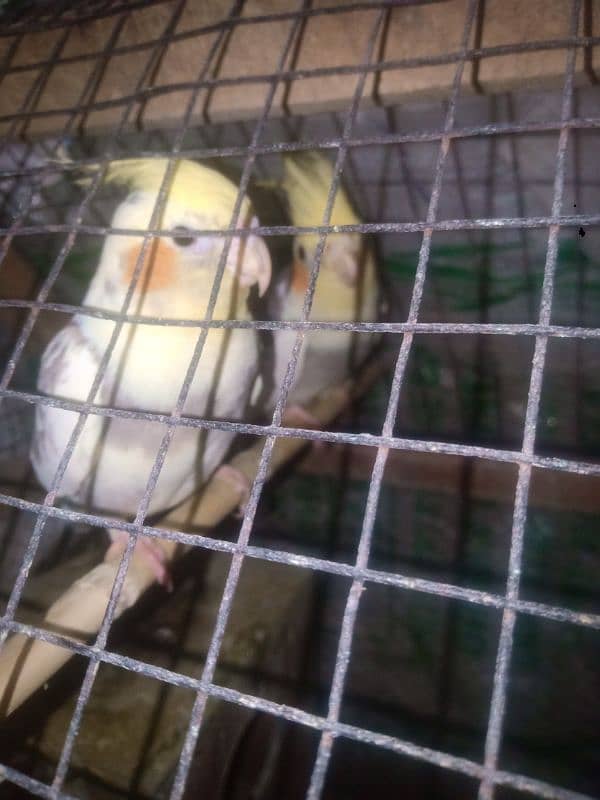 Cocktail breeder pair one time breed ki ha male female confirm 0