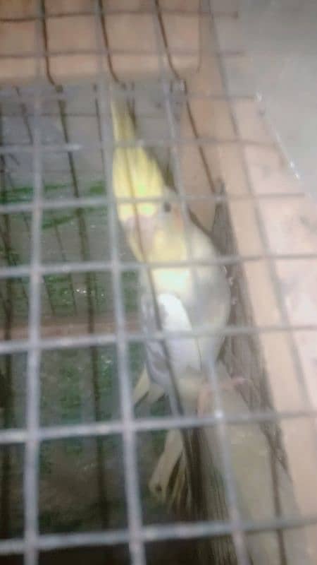 Cocktail breeder pair one time breed ki ha male female confirm 1