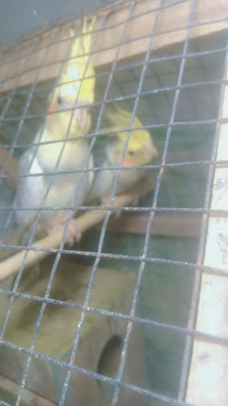 Cocktail breeder pair one time breed ki ha male female confirm 2