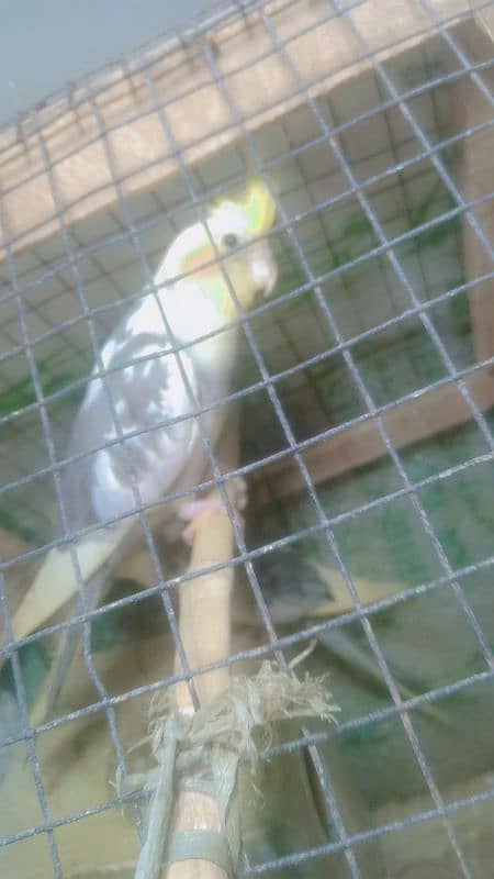 Cocktail breeder pair one time breed ki ha male female confirm 3