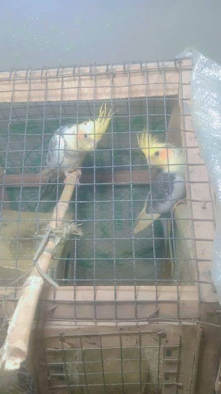Cocktail breeder pair one time breed ki ha male female confirm 4