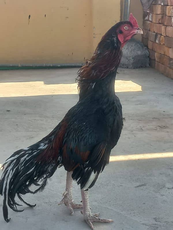 Aseels For sale {Urgent} 2