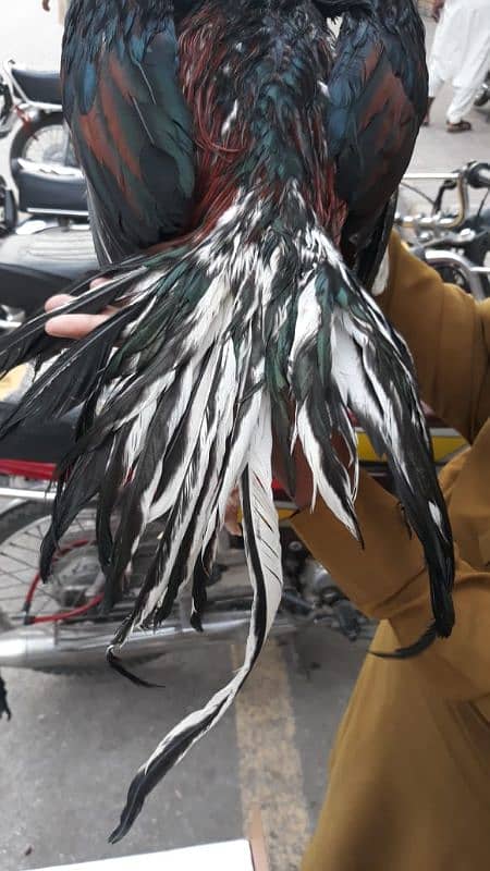 Aseels For sale {Urgent} 6