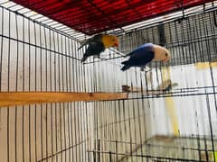 Lovebirds Breeder Paire For Sale
