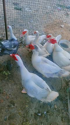 4000 Muscovy white Duck