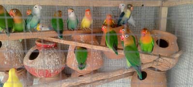 breeder