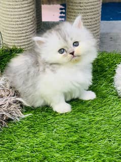 white cat/Punch face / Kittens|persian cat|cute|tripple|fluffy kitty