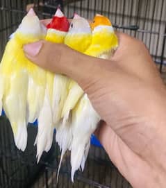 Yellow Gouldian Pairs