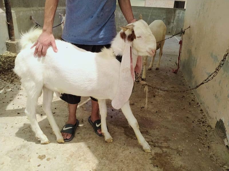 Gulabi bakra 0