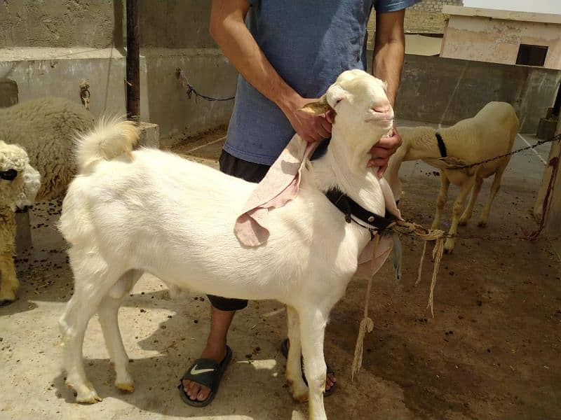 Gulabi bakra 1