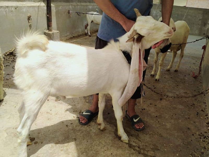 Gulabi bakra 2