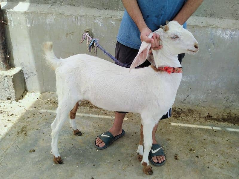 Gulabi bakra 3