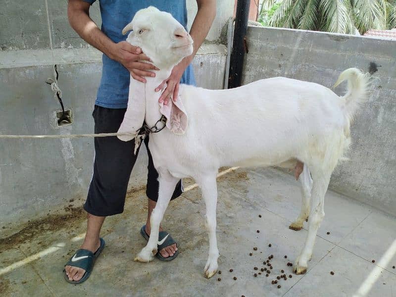 Gulabi bakra 6