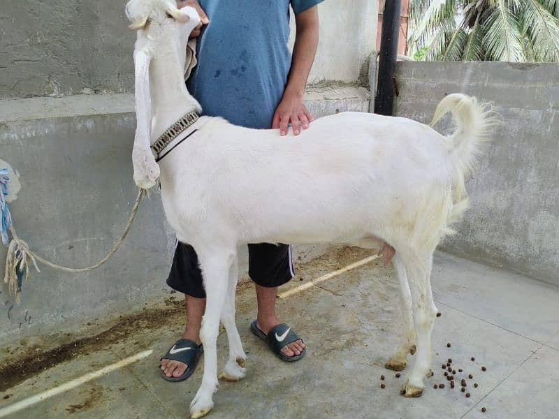 Gulabi bakra 7