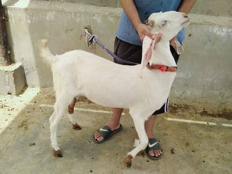 Gulabi bakra 8