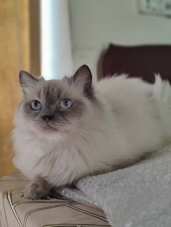 Himalayan Persian Cat Blue Eyes 0