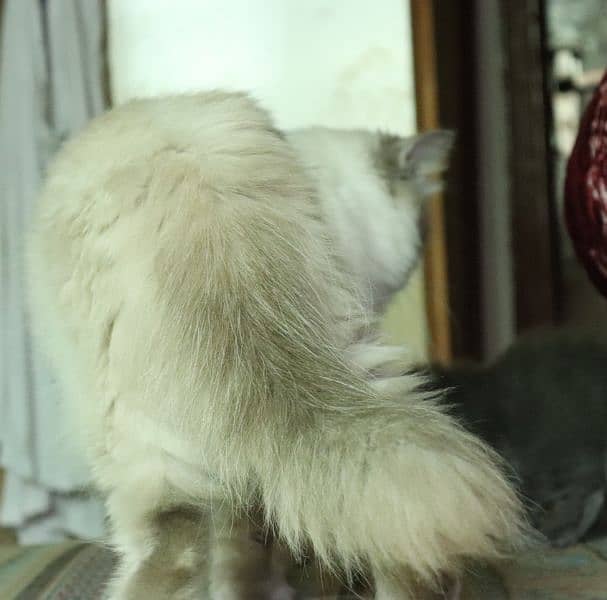 Himalayan Persian Cat Blue Eyes 1