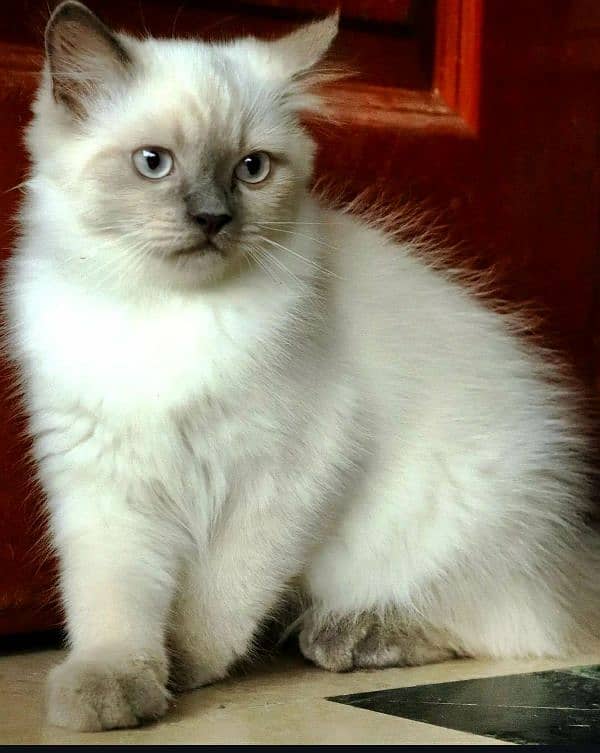 Himalayan Persian Cat Blue Eyes 2