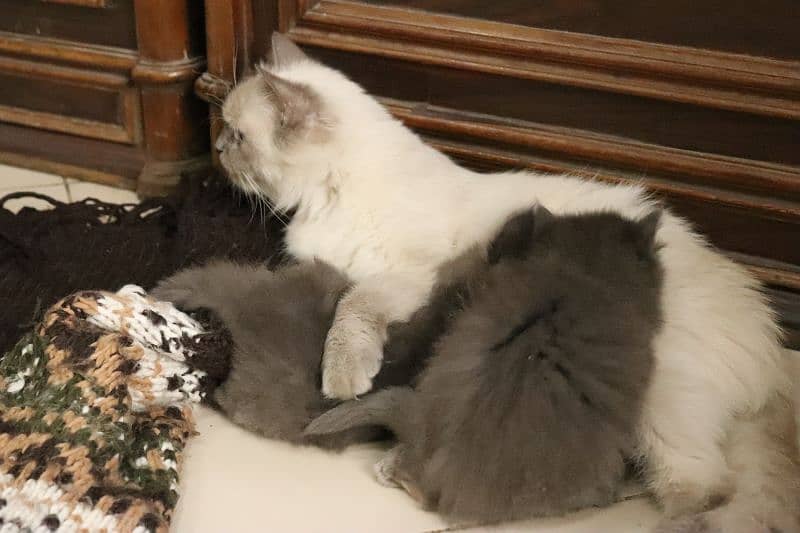Himalayan Persian Cat Blue Eyes 3