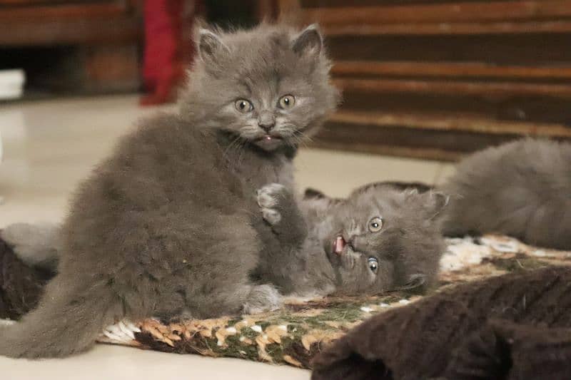 Himalayan Persian Cat Blue Eyes 4