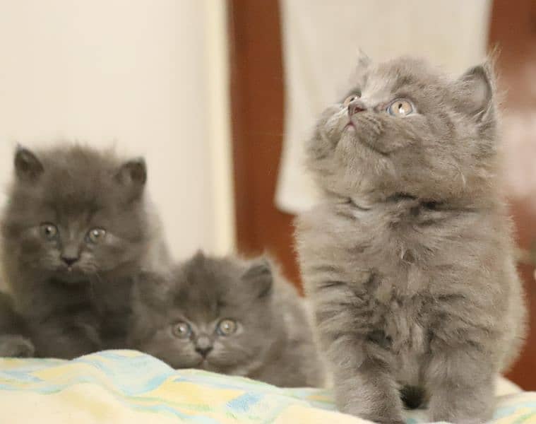 Himalayan Persian Cat Blue Eyes 5