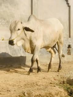sahiwal /cholistani /bull /bachra /wacha /qurbani janwar /cow/desi