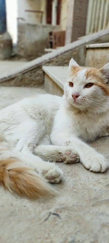 Abandoned cat available for adoption. 0