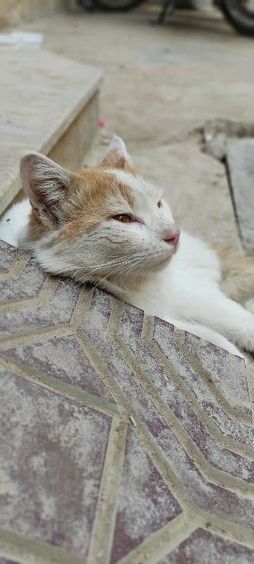 Abandoned cat available for adoption. 1