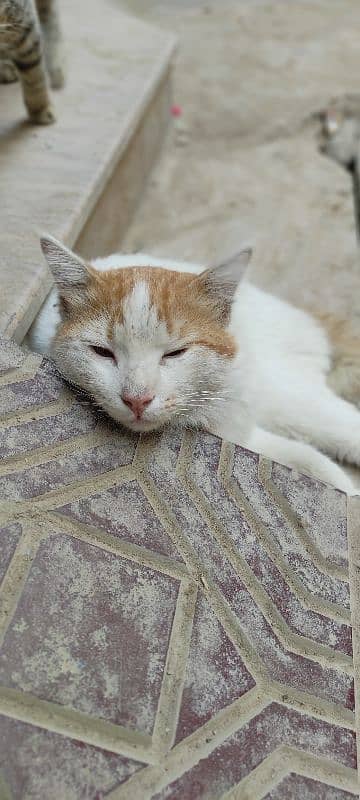 Abandoned cat available for adoption. 2