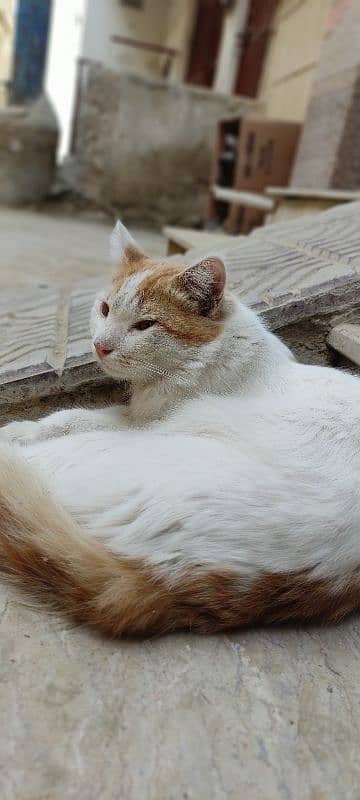 Abandoned cat available for adoption. 3