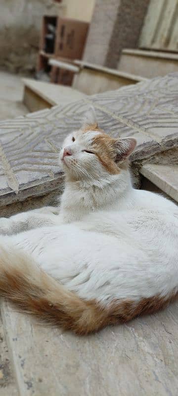 Abandoned cat available for adoption. 4