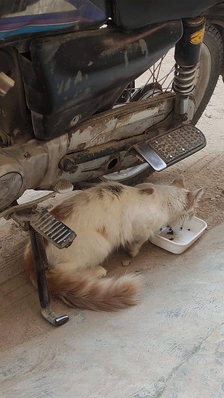 Abandoned cat available for adoption. 5
