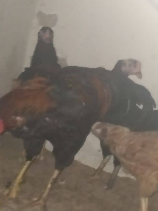 ek murga 3 murgi 1