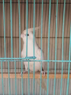 Eno Cockatiel