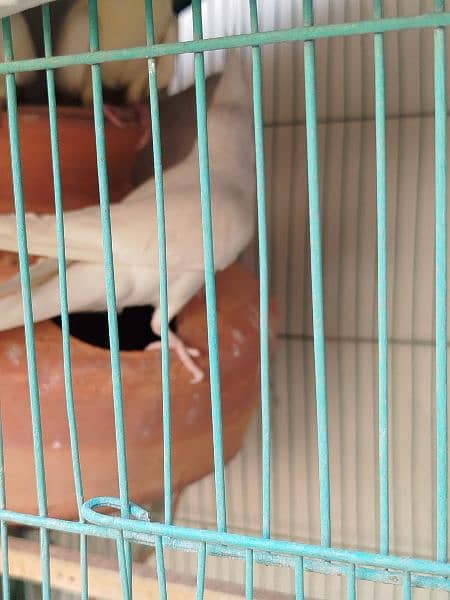 Eno Cockatiel 1