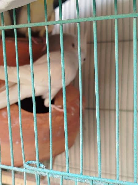 Eno Cockatiel 2