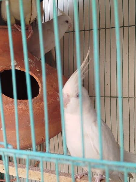 Eno Cockatiel 4