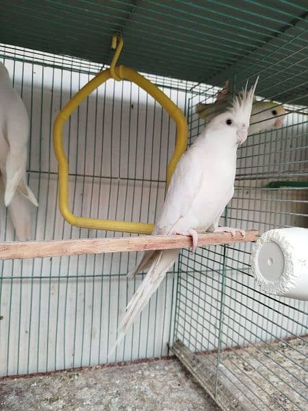 Eno Cockatiel 5