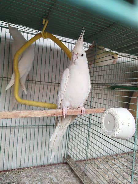 Eno Cockatiel 7