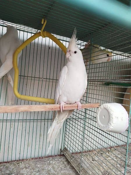 Eno Cockatiel 8